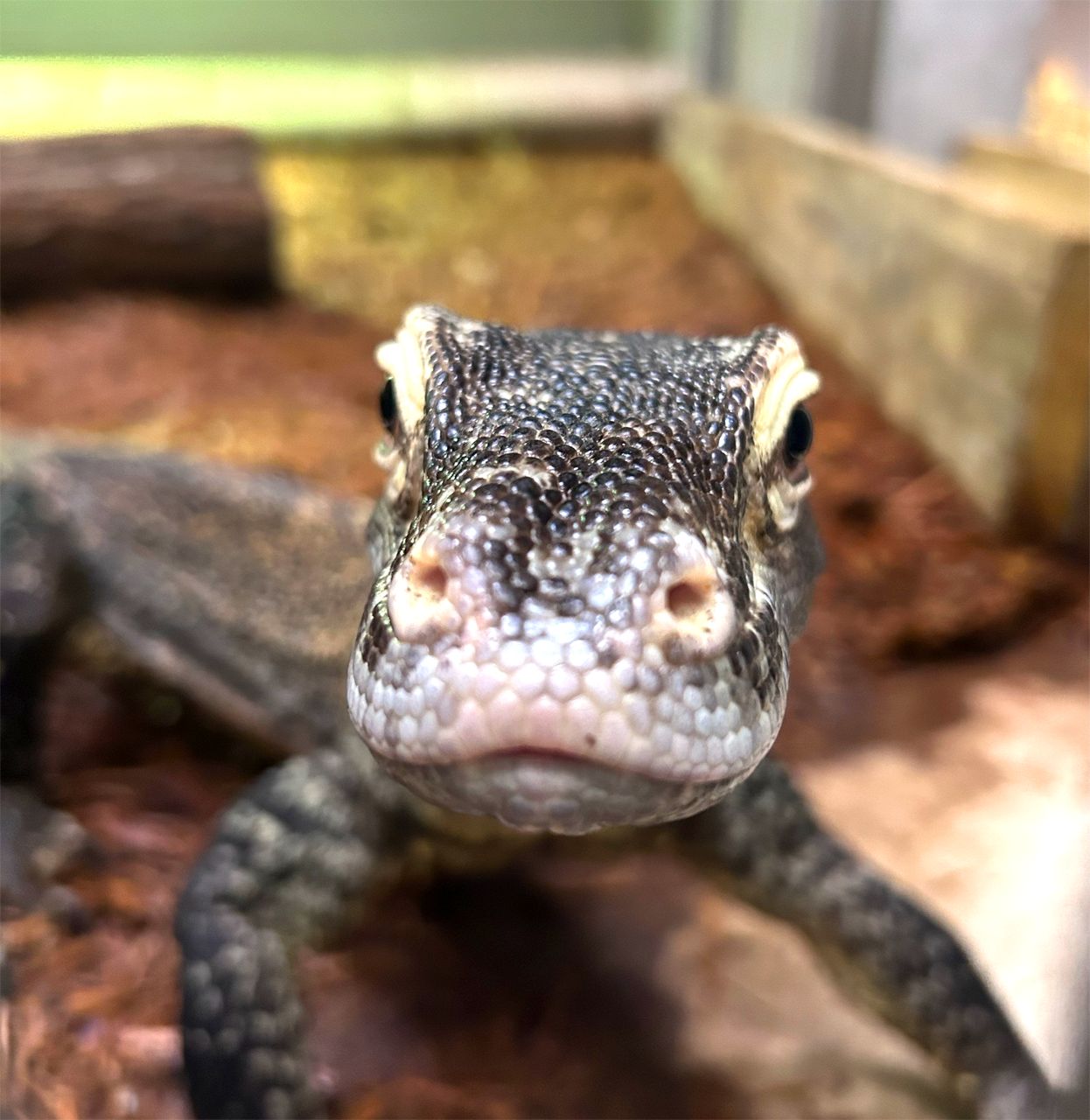 a lizard's face